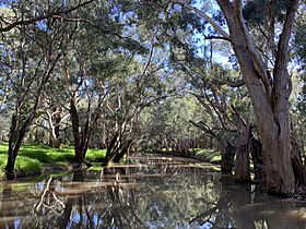 Mirrool Creek, Ardlethan, New South Wales
