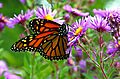 Monarch butterfly - Butterfly Place in Westford, Massachusetts (2)