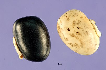 Mucuna-pruriens-seeds