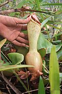 Nepenthes clipeata found in the Mount Kelam area.