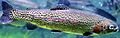 Oncorhynchus mykiss