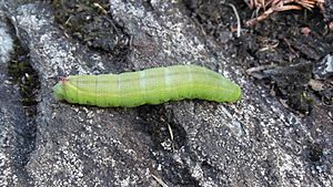 One-Eyed Sphinx Moth Caterpillar