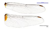 Orthetrum villosovittatum male wings (34249193743)