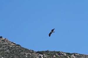 Osprey above El Capitan reservoir