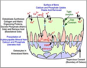 Osteoblast Organization