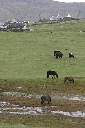 Papilponies
