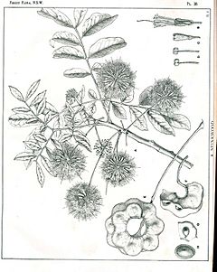 Pararchidendron pruinosum00