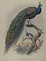 Pavo Cristafus- Common Pea Fowl. 64.98.209