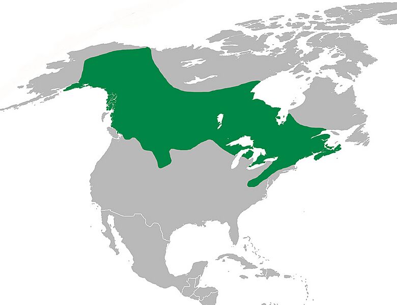 PcanadensisMap