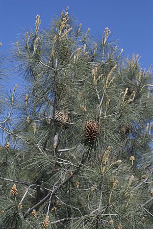 Pinus sabiniana.jpg