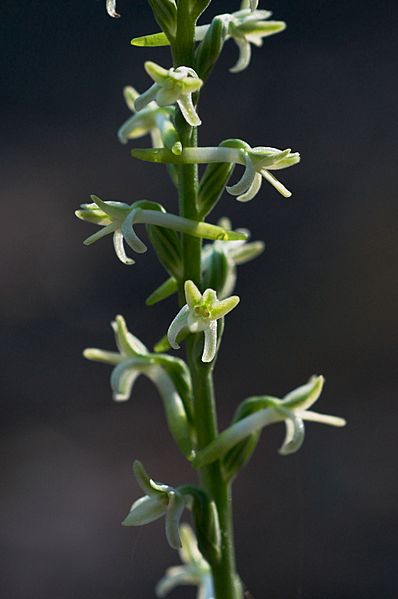 Piperia transversa Marin