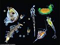 Plankton species diversity