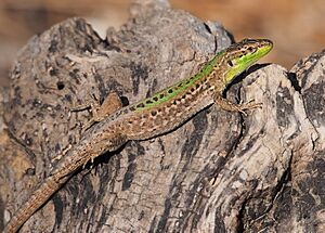 Podarcis sicula taking morning sunbath (Italian wall lizard)