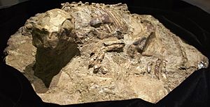 Psittacosaurus fossil Rice NW Museum - Hillsboro, Oregon