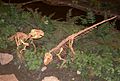 Psittacosaurus skeletons