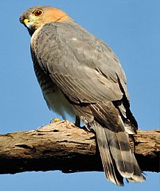 Puerto Rican Sharp-shinned hawk sitting on tree branch