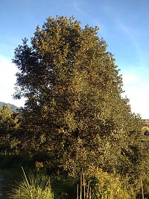 Quercus rugosa.jpg