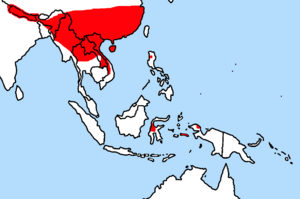 Rattus nitidus distribution.png