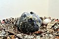 Rock dove 18 days old in its nest and one egg