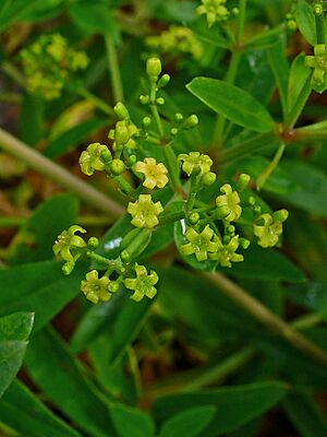 Rubia tinctorum 002.JPG