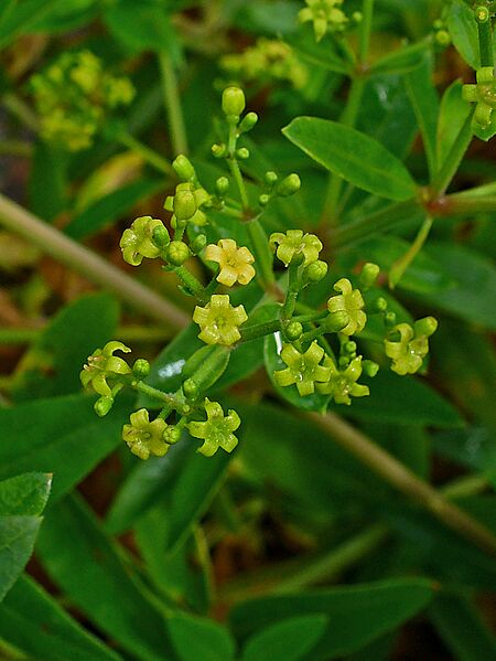 Rubia tinctorum 002