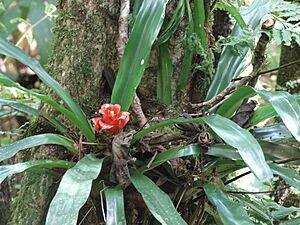 Sabia coleira Turdus albicollis incubando ovos