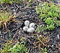 Sandpiper nest with four eggs