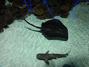 Shark and Sting Ray (Baltimore Aquarium)