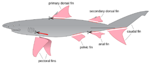 Shark finning diagram