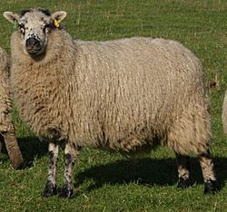 Shetland - Hebridean lambs (cropped)