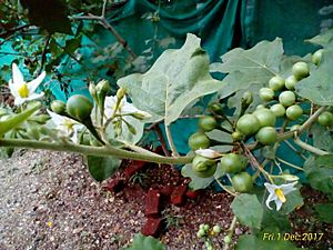 Solanum torvum fruit and flower
