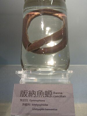 Specimen of Ichthyophis bannanicus in National Museum of Natural Science in Taiwan