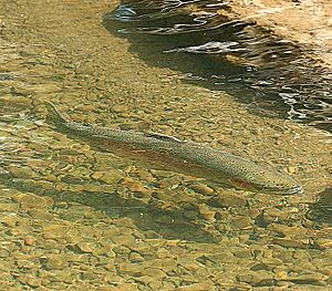 Steelhead on Corte Madera Creek, Marin Gary Leo 2010