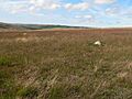Stone Circle on Withypool Hill - geograph.org.uk - 53966