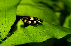 SunburstDivingBeetle ThermonectusMarmoratus