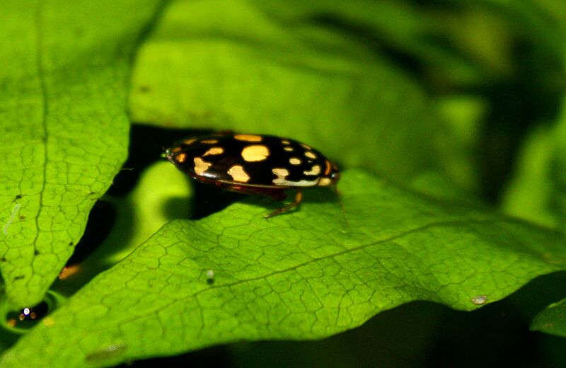 SunburstDivingBeetle ThermonectusMarmoratus