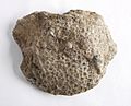 The Childrens Museum of Indianapolis - Petoskey stone