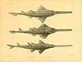 The fishes of India (Plate CXCI) (6924477086)