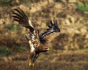 The steppe eagle (Aquila nipalensis) -63