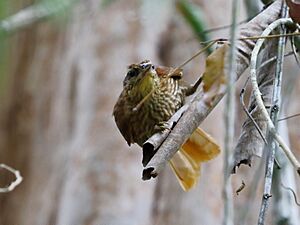 Thripophaga macroura - Striated Softail; Sooretama, Espirito Santo, Brazil.jpg