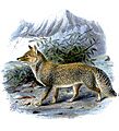 Tibet Fox