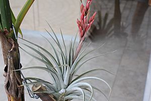 Tillandsia guelzii 20081213.jpg