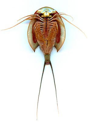 Triops-longicaudatus-adult-ventral