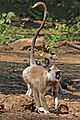 Tufted grey langur (Semnopithecus priam)