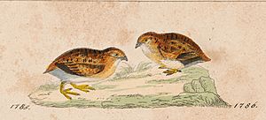 Turnix velox - 1820-1863 - Print - Iconographia Zoologica - Special Collections University of Amsterdam - UBA01 IZ17100171 Cropped.jpg