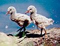 Variable oyster catcher chicks