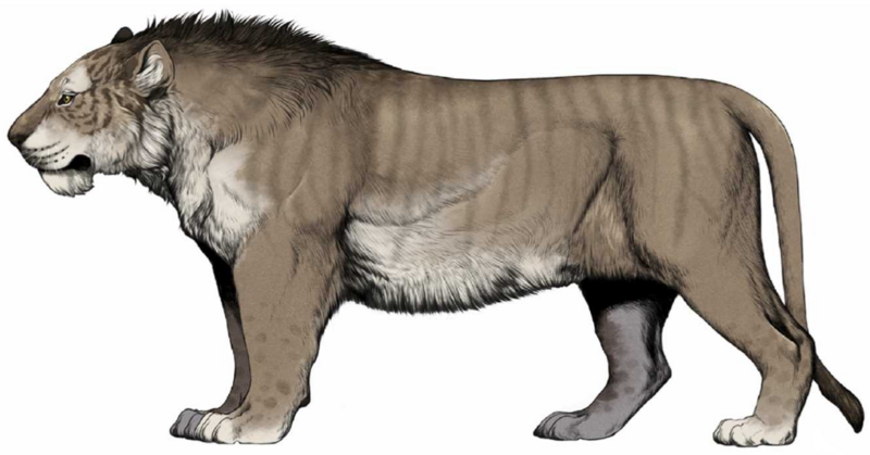 W. Gornig - P. spelaea fossilis