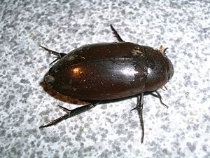 Water beetle nagerhole