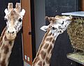Wellington Zoo Giraffe6