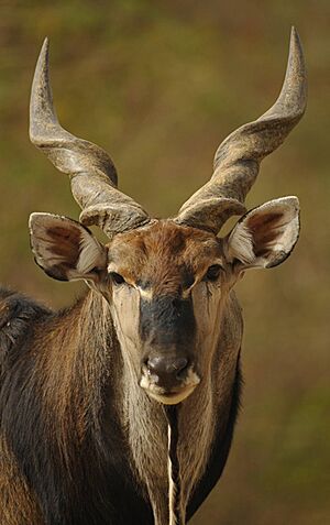Western Derby Eland (Taurotragus derbianus derbianus) 1